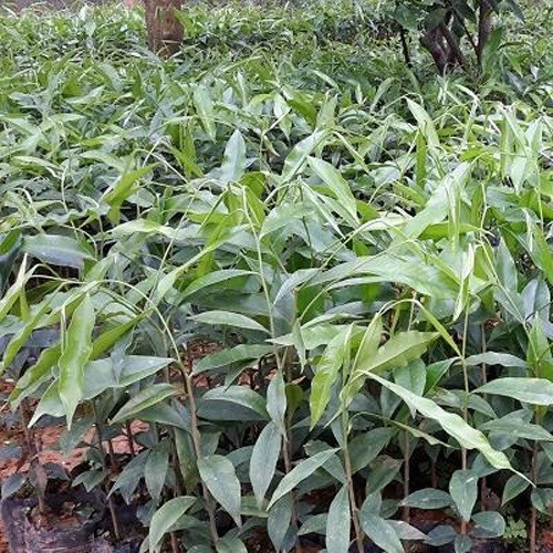 Combo 5 Cây giống trầm hương