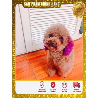 Thuốc nhuộm lông brooklyn