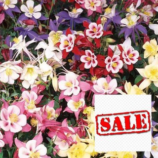 Hạt giống cỏ bồ câu hoa lan chuông 100 hạt SALE