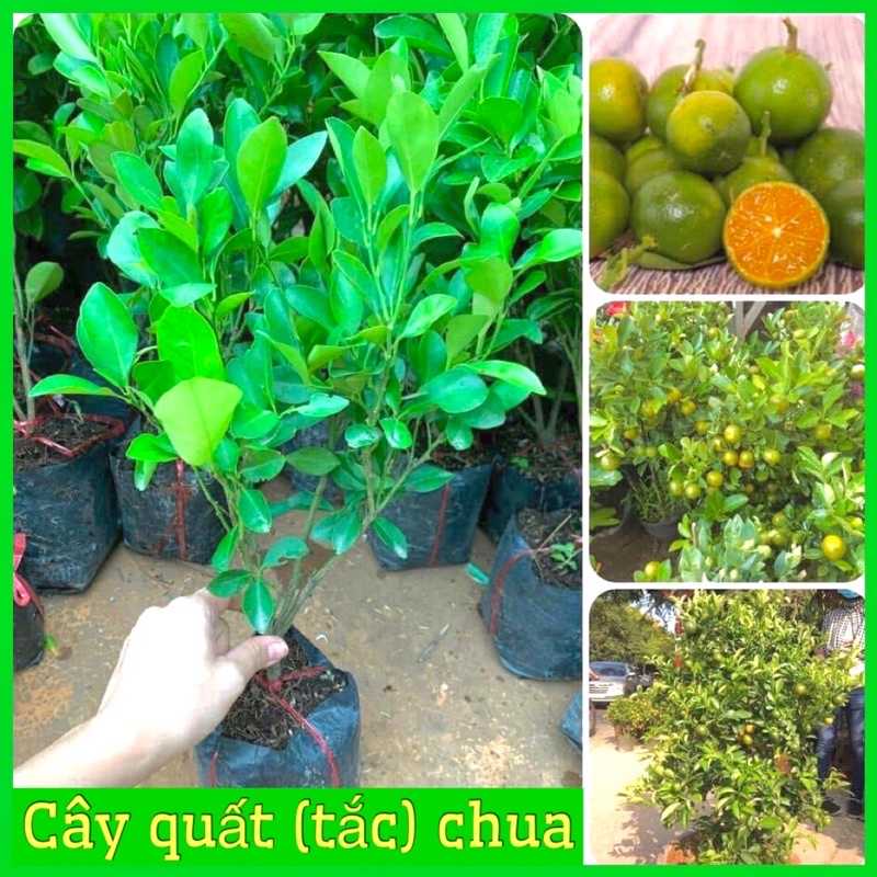 Cây quất chua (tắc) cây to tán rộng lá xum xuê cao 60-90cm