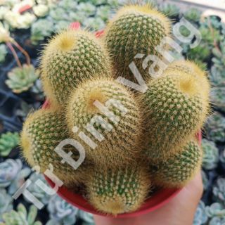 Xương rồng tử đinh vàng