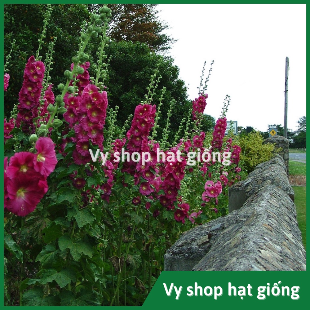 Hạt giống hoa mãn đình hồng đơn gói 50 hạt mix màu