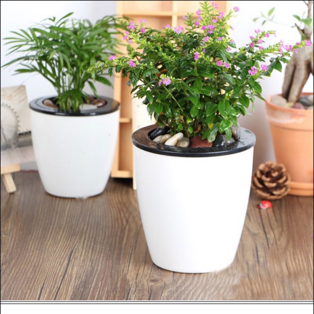 Chậu tự dưỡng tròn bầu - size 16 cm