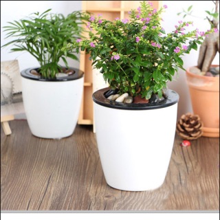 Chậu tự dưỡng tròn bầu - size 16 cm
