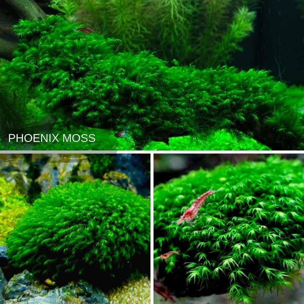 Rêu US Fiss (Phoenix Moss) - Loài Rêu Thuỷ Sinh Cực Đẹp, Dễ Chăm Và Rất Được Ưa Chuộng