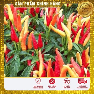 Hạt Giống Ớt Chỉ Thiên(30 hạt)