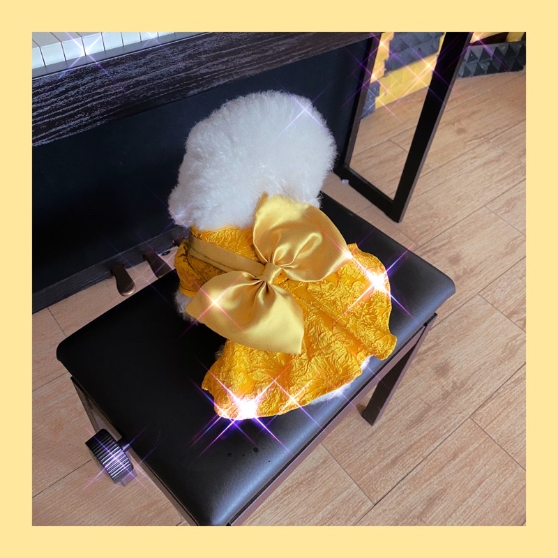 Đầm gấm cao cấp tiểu thư chó mèo Carapets