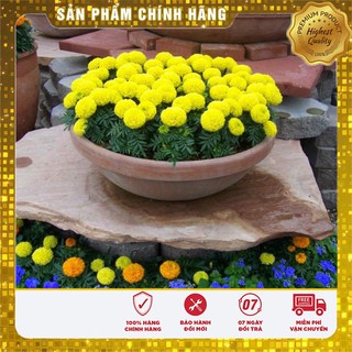 Hạt Giống Cúc vạn thọ Mỹ