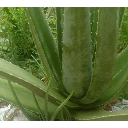 CÂY GIỐNG NHA ĐAM THÁI