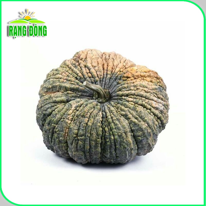 Hạt giống Bí Đỏ Da Cóc trồng quanh năm, thịt dày, thơm, ngọt, Hạt giống nảy mầm tốt (gói 5 hạt) - Hạt giống Rạng Đông