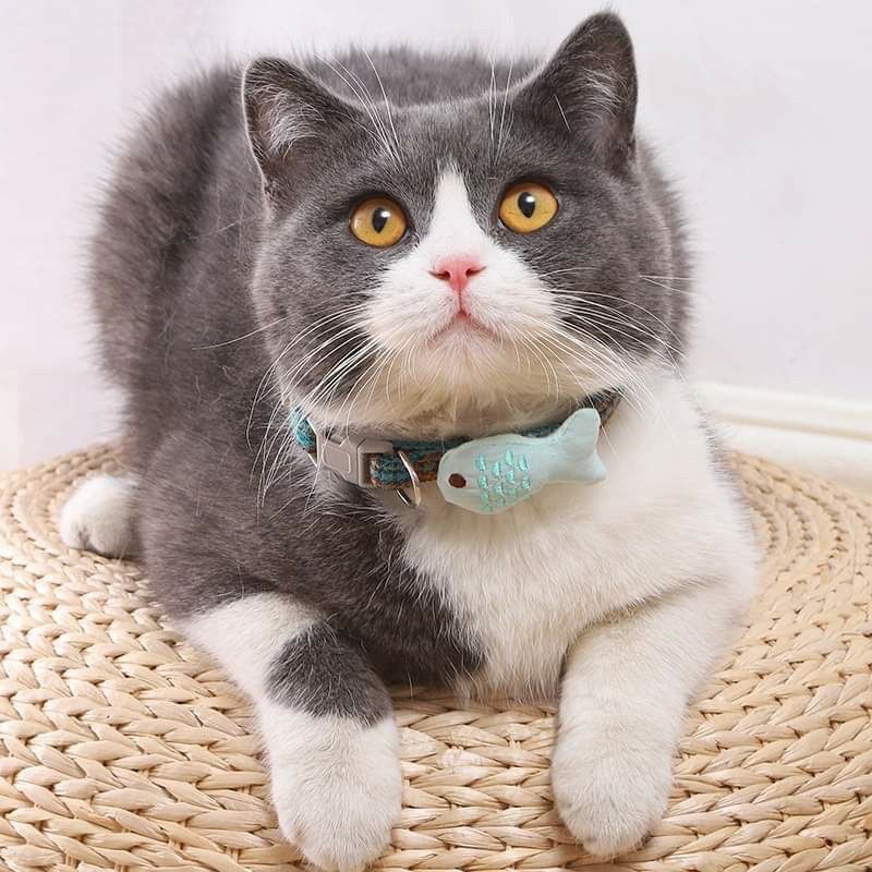 Vòng cổ hình Cá cho thú cưng
