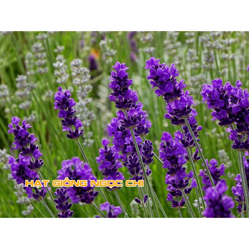 Hạt Giống Hoa Oải Hương (Hoa Lavender) - 100 Hạt