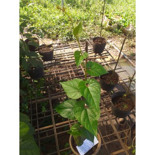 Cây giống La hán quả