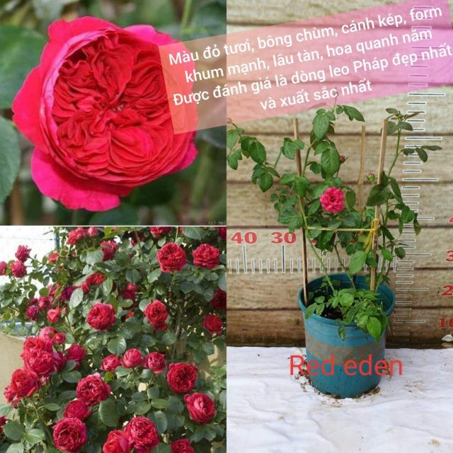 Hoa Hồng leo ngoại Red Eden