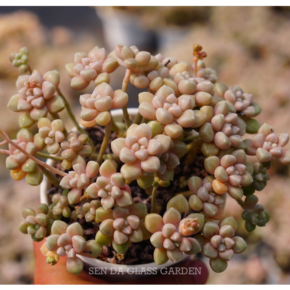 Sen Đá Kim Tuyến Gốc Thụ Đà Lạt 10cm  GALSS GARDEN, Khỏe, dễ trồng, Lỗi 1 đổi 1