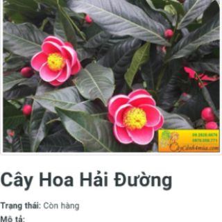 Cây giống hải đường