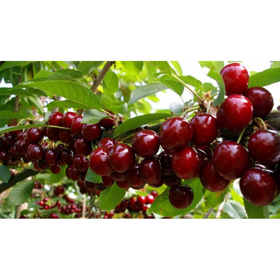 BỘ HẠT GIỐNG CHERRY MỸ NHIỆT ĐỚI