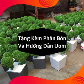 Combo 2 Gói Hạt Giống Cỏ May Mắn
