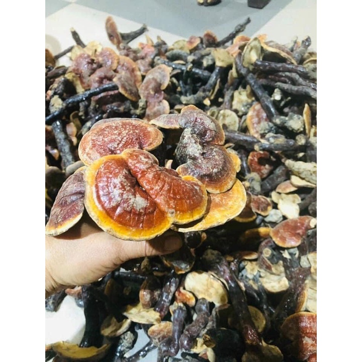 Nấm Lim Xanh Hàng Chuẩn Rừng Tự Nhiên 100Gr | BigBuy360 - bigbuy360.vn