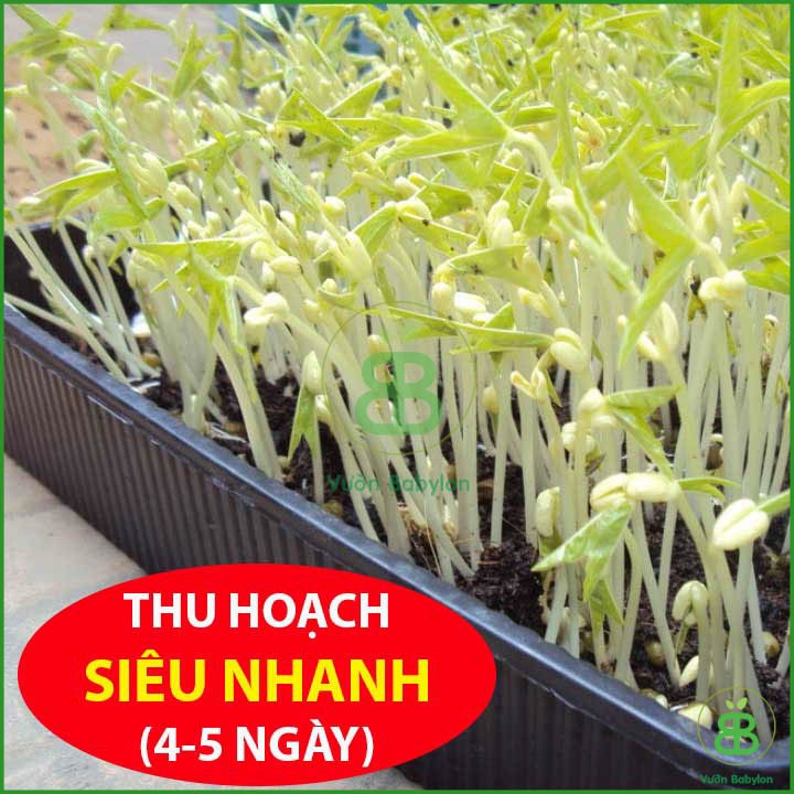 Hạt Giống Mầm Giá Đậu Xanh Dễ Trồng 100gr