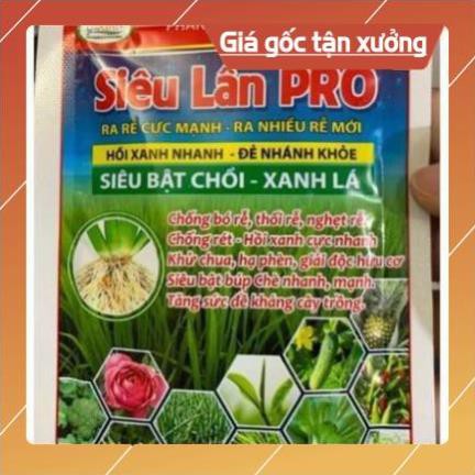 Siêu lân kích thích ra rễ và phân hóa mầm hoa