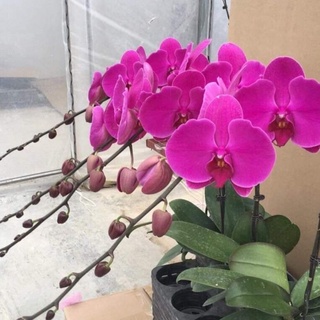 lan hồ điệp,combo 5 cây hồ điệp ngồng đại,hồ giống