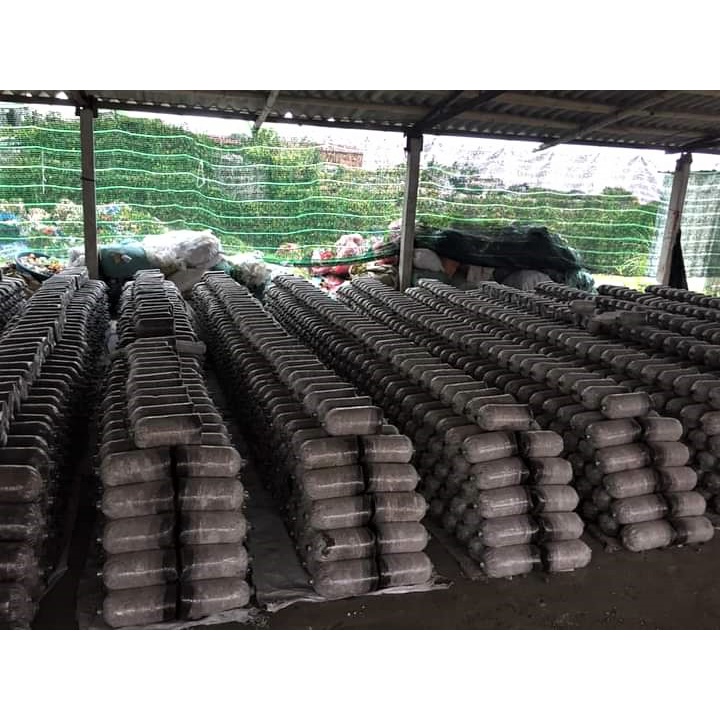 Combo 9 Phôi Nấm Sò Cao Sản Giá Tại Trại - Trồng đủ 3-4 người ăn thoải mái