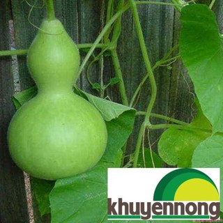 5 hạt Bầu hồ lô cao sản