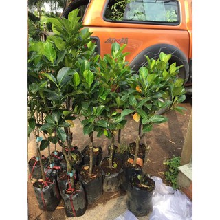 Mít Tố nữ bốn mùa