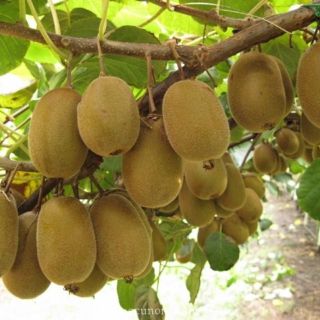 Cây kiwi  New zealand  giống nhập khẩu
