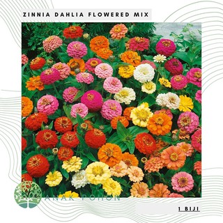 Hạt giống hoa Hoa cúc Zinnia 30h