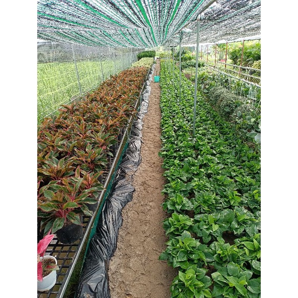 Cây vạn niên thanh xanh treo, nữ hoàng lọc không khí