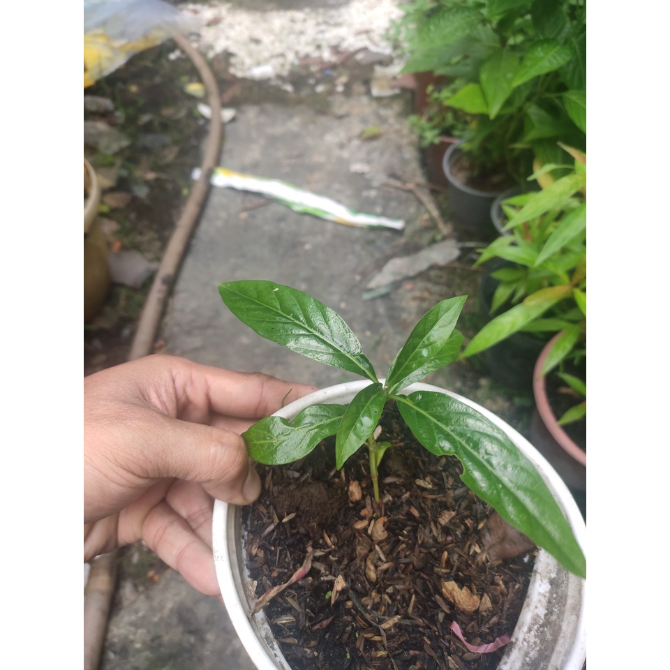 cây nhàu giống - trái nhàu - có tên khoa học là Morinda citrifolia