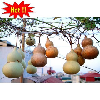 Hạt giống Bầu hồ lô (lớn, tí hon)