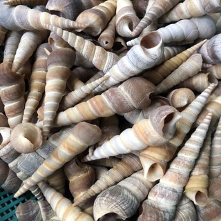 Vỏ ốc trang trí, vỏ ốc đinh cỡ nhỏ