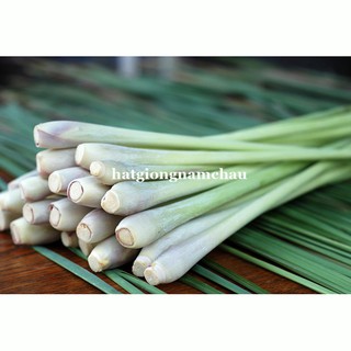 10H - HẠT GIỐNG SẢ CHANH
