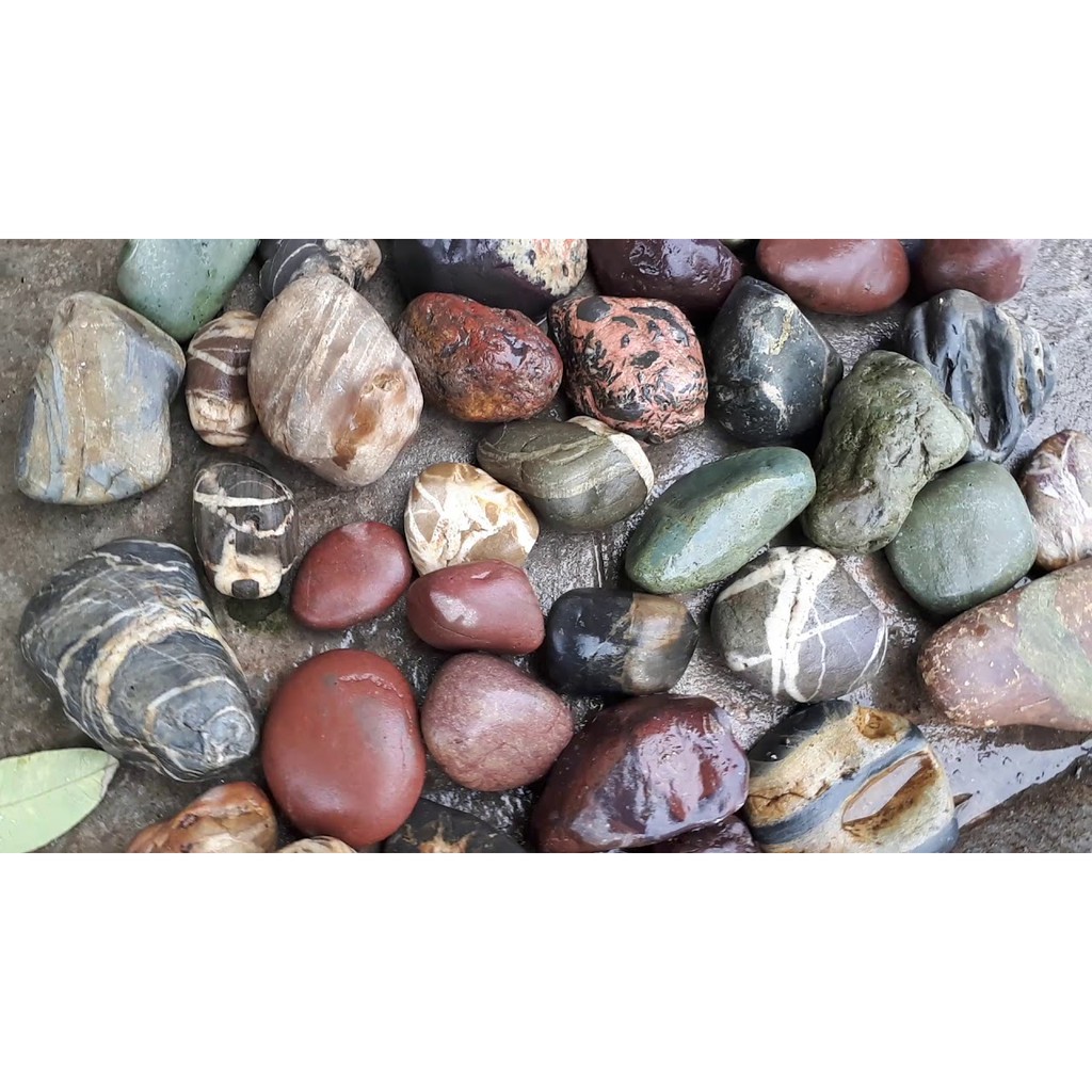 Đá Cuội Tự Nhiên Để Trang Trí Size Trung