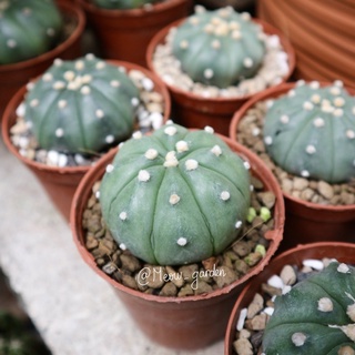 Xương rồng Aster hoa vàng không gai size 4-5cm | Astrophytum Asterias