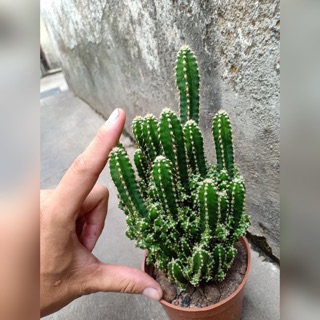 XƯƠNG RỒNG THANH SƠN TRUNG