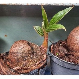 Dừa bonsai (loại mini siêu kute)