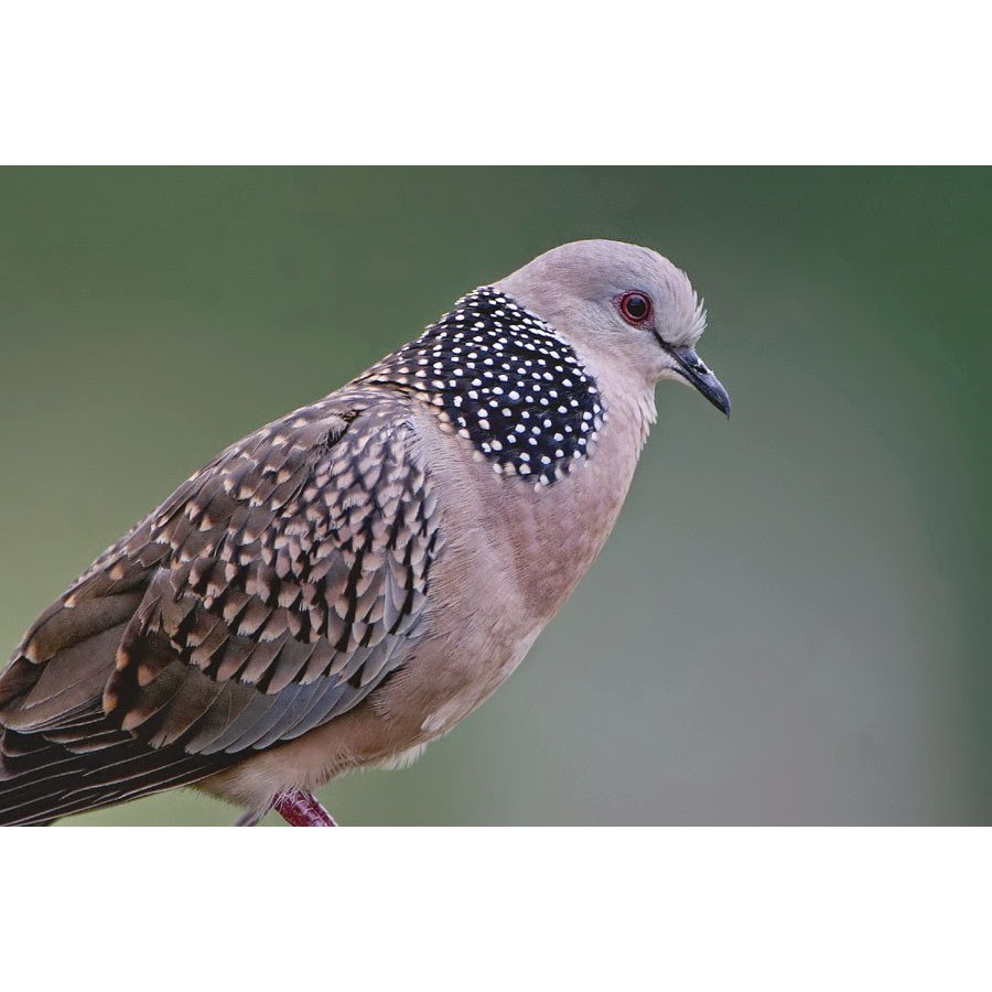 Cỏ thái 5 màu - hạt kê ngũ sắc 1kg