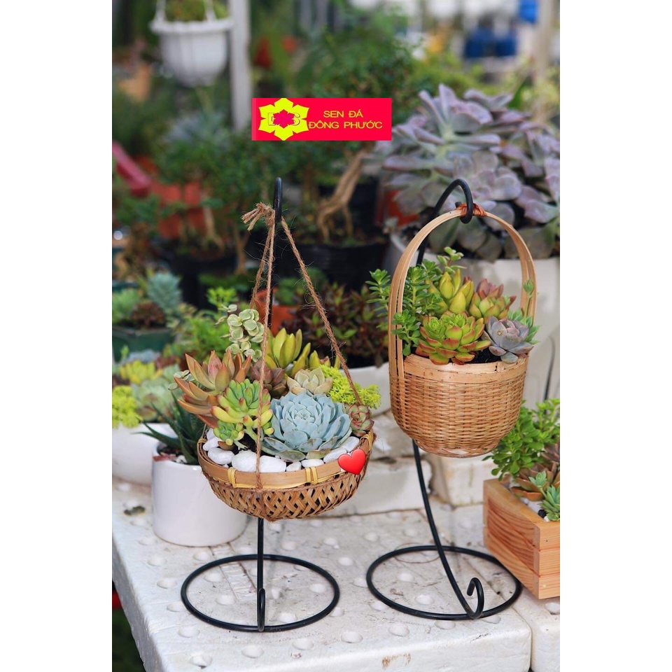 Sen đá sidum cỏ trắng size bầu - Sen Đá xương rồng cây phong thuỷ văn phòng đẹp