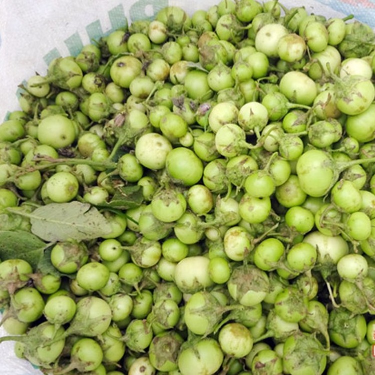 Hạt giống cà pháo xanh cao sản