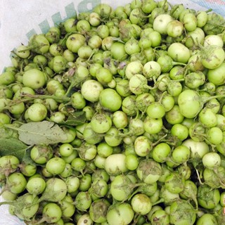 Hạt giống cà pháo xanh cao sản