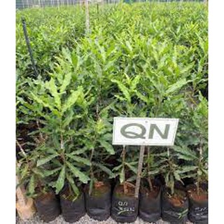 Cây giống Mắc Ca Ghép ( Giống chuẩn, siêu sớm ).