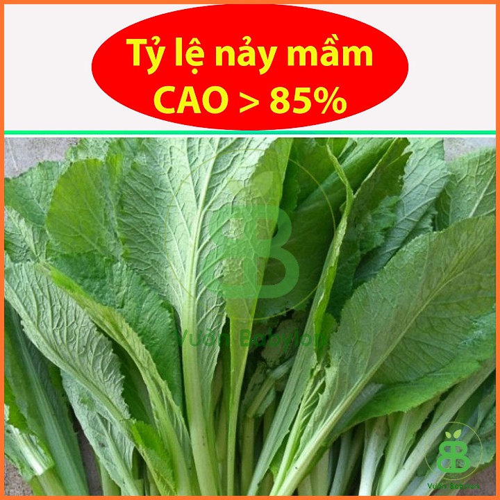 Hạt Giống Cải Bẹ Xanh Mỡ 20Gr