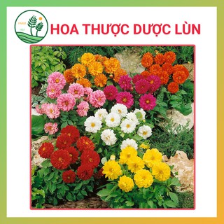 Hạt Giống Hoa Thược Dược Lùn - 50H