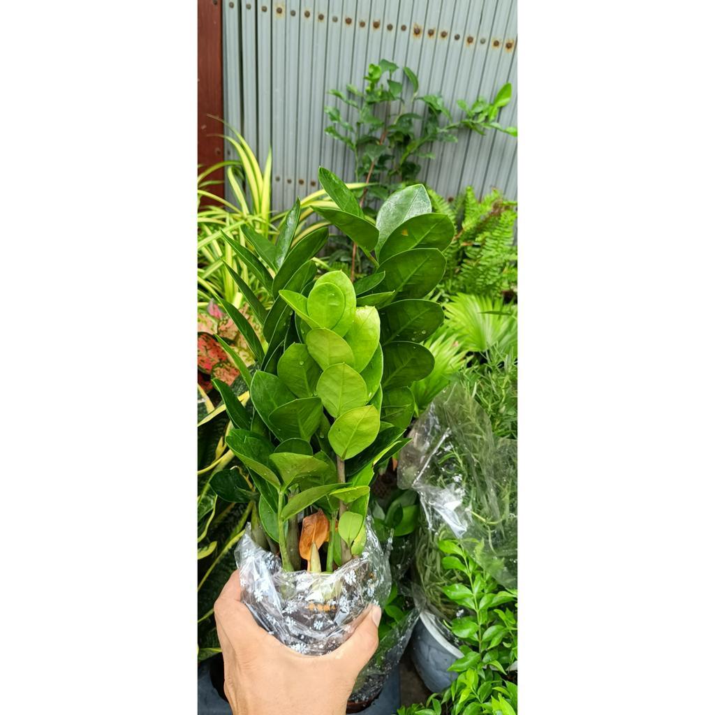 cây kim phát tài mini để bàn - mang tới phong thủy tài lộc - cây cao khoảng 20cm