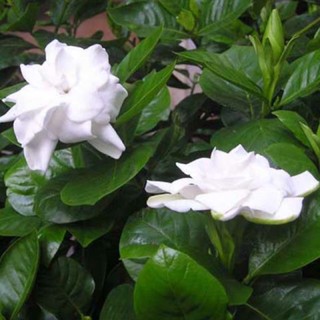 cây bạch thiên hương kép cao 60cm