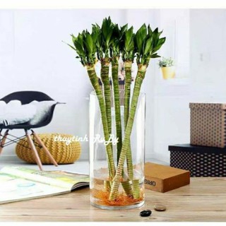 Bình Bông Lọ Hoa D12XH30Cm - Bình cắm Hoa Thủy Tinh Trụ Tròn